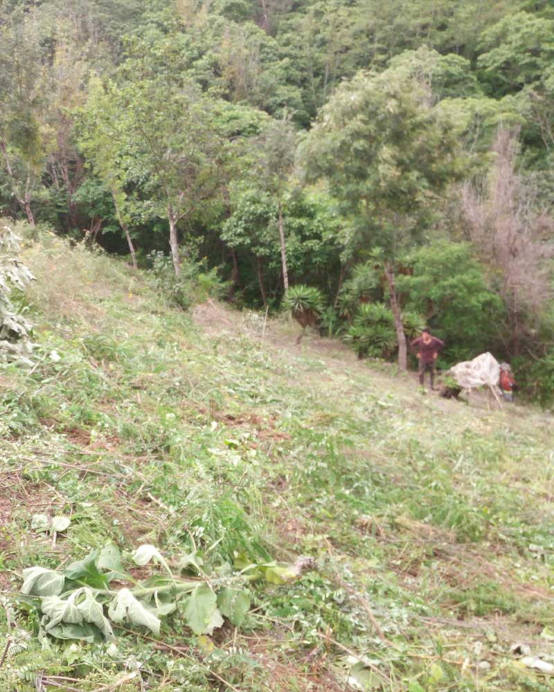 Overgrown hillside land in Guatemala with weeds and bushes.