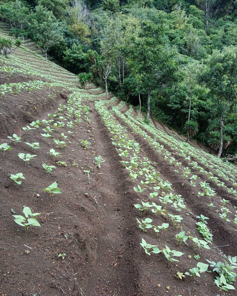 Hillside in Guatemala that has new growth of vegetables.
