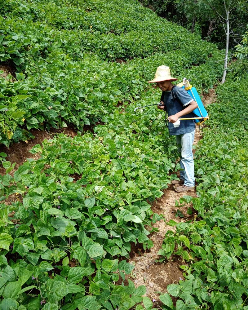 Hillside in Guatemala with full vegetable growth and young man spraying fertilizer.
